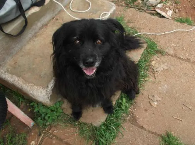 Cachorro ra a Indefinida idade  nome CÃES DE UMA SENHORA