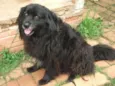 CÃES DE UMA SENHORA