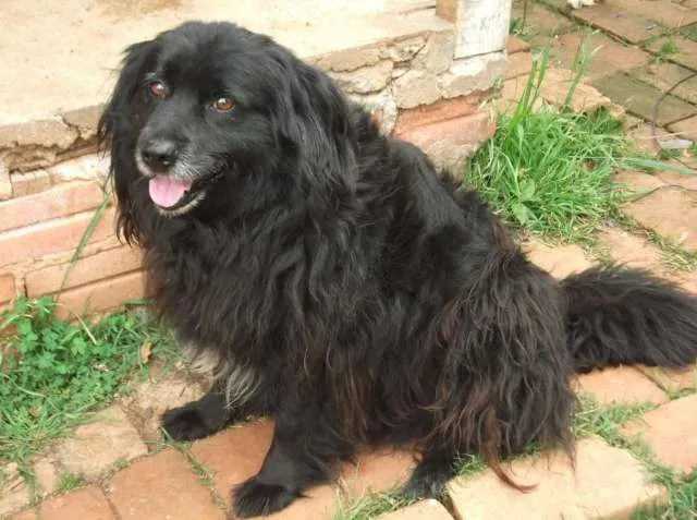Cachorro ra a Indefinida idade  nome CÃES DE UMA SENHORA