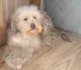 CÃES DE UMA SENHORA