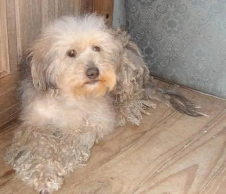 Cachorro ra a Indefinida idade  nome CÃES DE UMA SENHORA