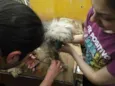 CÃES DE UMA SENHORA