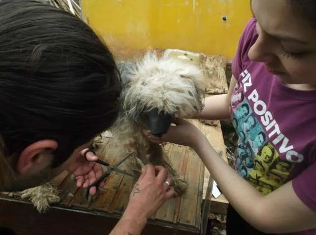 Cachorro ra a Indefinida idade  nome CÃES DE UMA SENHORA