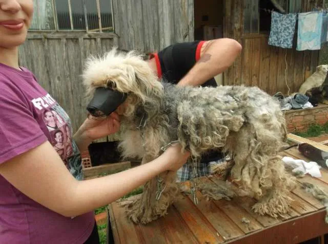 Cachorro ra a Indefinida idade  nome CÃES DE UMA SENHORA