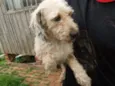 CÃES DE UMA SENHORA