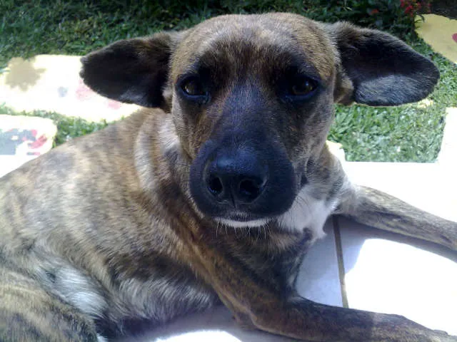 Cachorro ra a SRD idade 4 anos nome TIGRÃO