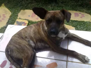 Cachorro raça SRD idade 4 anos nome TIGRÃO