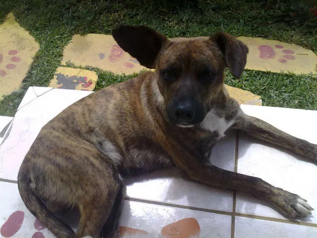 Cachorro ra a SRD idade 4 anos nome TIGRÃO