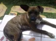 TIGRÃO