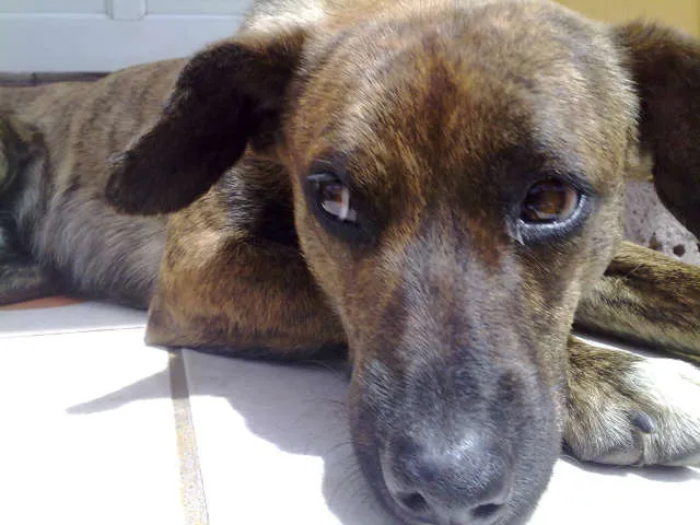 Cachorro ra a SRD idade 4 anos nome TIGRÃO