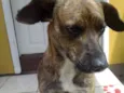 TIGRÃO