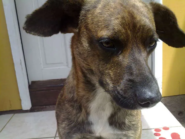 Cachorro ra a SRD idade 4 anos nome TIGRÃO