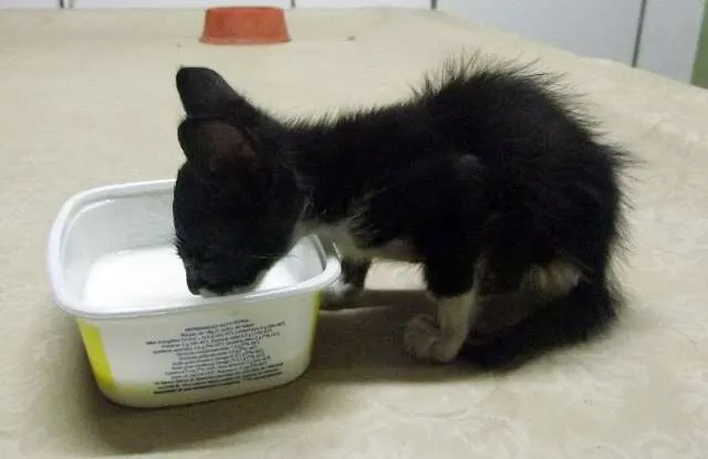 Gato ra a Sem Raça idade Abaixo de 2 meses nome Sem Nome