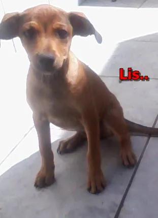 Cachorro ra a vira-lata idade 2 a 6 meses nome Liz