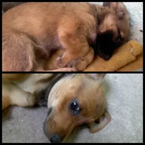 Cachorro raça vila lata idade 2 a 6 meses nome não possui ainda