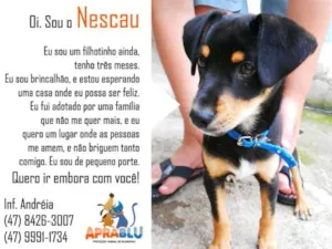 Cachorro raça SRD idade 2 a 6 meses nome Nescau