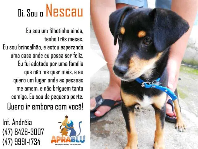 Cachorro ra a SRD idade 2 a 6 meses nome Nescau