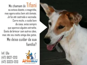 Cachorro raça SRD idade 2 anos nome Tifani