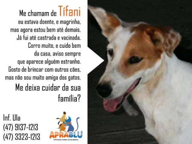 Cachorro ra a SRD idade 2 anos nome Tifani