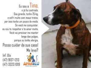 Cachorro raça SRD idade 2 anos nome Tina