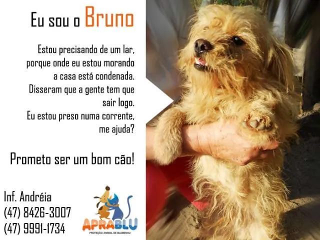Cachorro ra a SRD idade 2 anos nome Bruno
