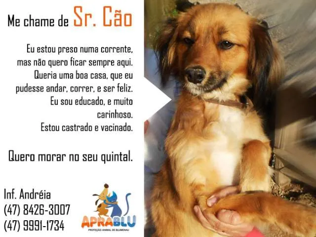 Cachorro ra a SRD idade 2 anos nome Sr Cão
