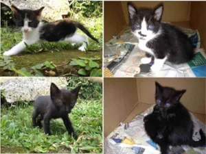 Gato raça SRD idade Abaixo de 2 meses nome Filhotes Rei