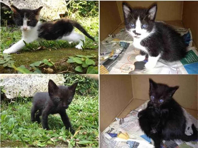 Gato ra a SRD idade Abaixo de 2 meses nome Filhotes Rei