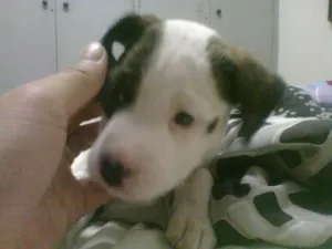Cachorro raça Mestiço de Pit Bull idade 2 a 6 meses nome Apollo