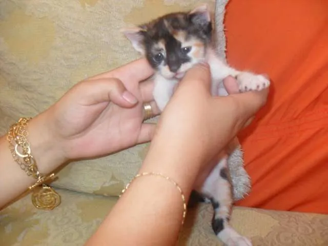 Gato raça  idade Abaixo de 2 meses nome Belinha