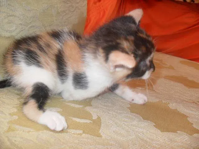 Gato raça  idade Abaixo de 2 meses nome Belinha