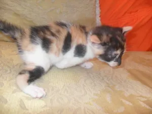 Gato raça  idade Abaixo de 2 meses nome Belinha
