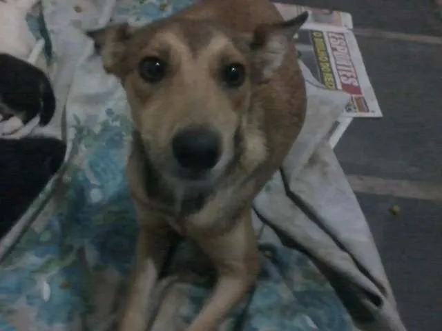 Cachorro raça SRD idade 1 ano nome Xuxu