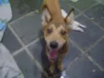 Xuxu