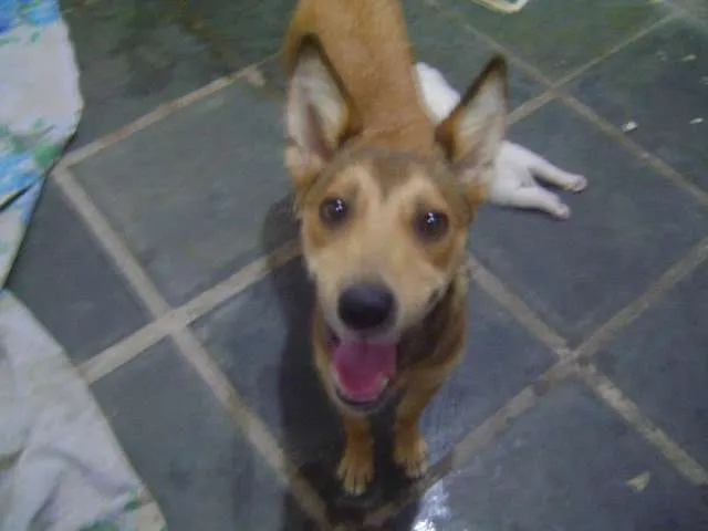 Cachorro raça SRD idade 1 ano nome Xuxu
