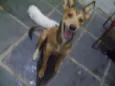 Xuxu