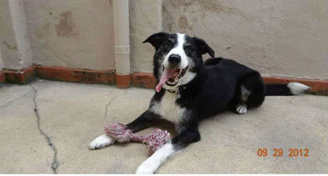 Cachorro ra a border collie idade 6 ou mais anos nome NICK GRATIFICA