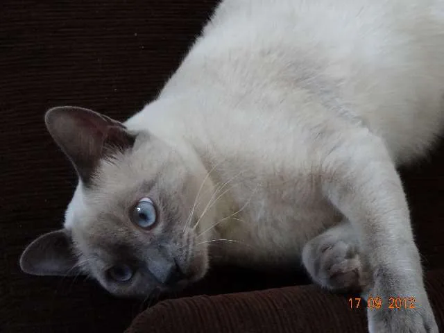 Gato ra a Siamês idade 7 a 11 meses nome bela