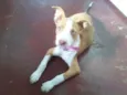 Pitty GRATIFICA