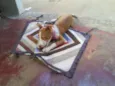 Pitty GRATIFICA