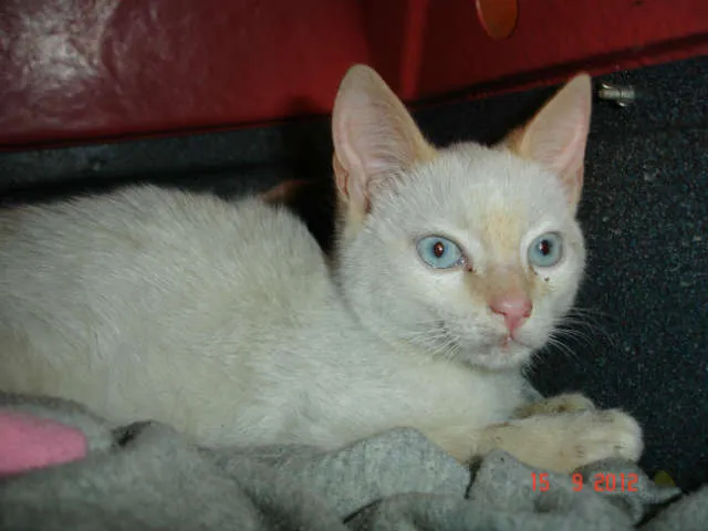 Gato ra a RED POINT idade 2 a 6 meses nome VICTOR