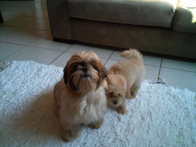 Cachorro ra a Shitzu idade 2 anos nome PEPITA GRATIFICA