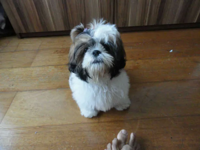 Cachorro ra a Shitzu idade 2 anos nome PEPITA GRATIFICA