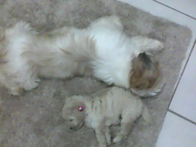 Cachorro ra a Shitzu idade 2 anos nome PEPITA GRATIFICA