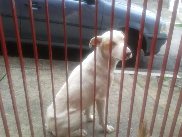 Cachorro ra a SRD idade 1 ano nome sem nome