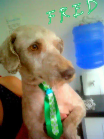 Cachorro ra a poodle idade 2 anos nome Fred
