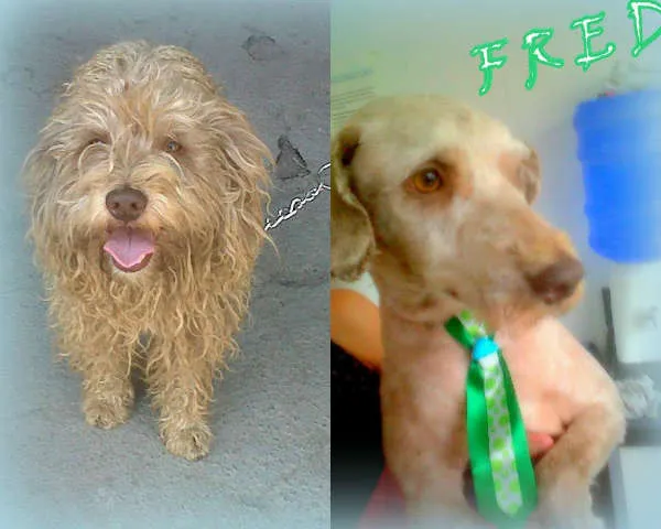 Cachorro ra a poodle idade 2 anos nome Fred