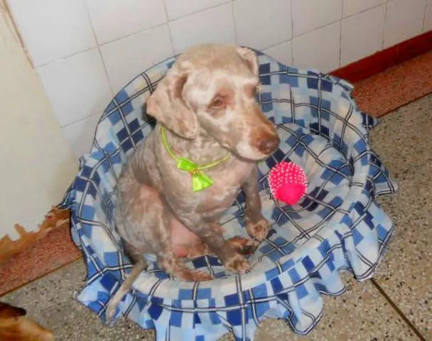 Cachorro ra a poodle idade 2 anos nome Fred
