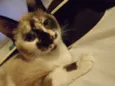 Nadia