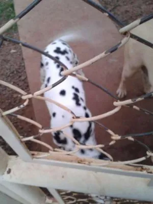 Cachorro raça Dálmata idade 3 anos nome Brenda
